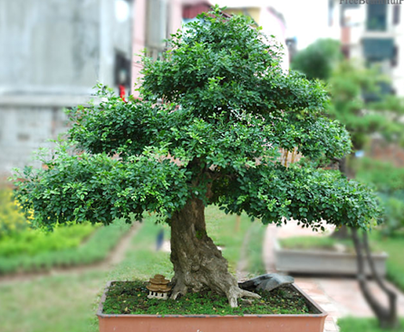 cây nguyệt quế bonsai | Thiên đường cây xanh