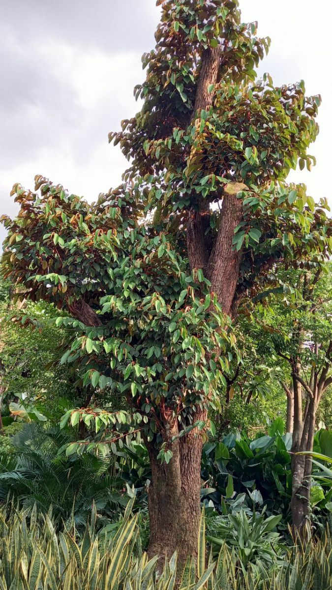 cây vú sữa to