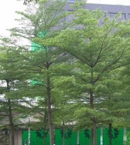 cây bàng Đài Loan