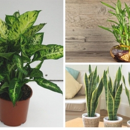 Dịch vụ Tư vấn Phong Thủy