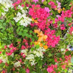 Nơi bán cây bông giấy nhiều màu - Giao hàng toàn quốc