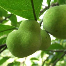 Nơi bán cây bóng mát chất lượng, giá tốt hàng đầu thị trường