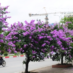 Đơn vị chuyên bán cây bóng mát sân vườn uy tín giá tốt