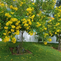 Đơn vị bán cây bóng mát TPHCM uy tín và chuyên nghiệp