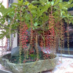 Bán cây lộc vừng ở Gò Vấp - Giao hàng tận nơi nhanh chóng