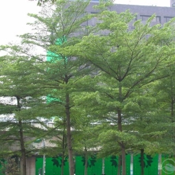 Cung cấp cây xanh