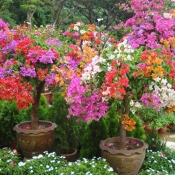 Ở đâu bán cây bông giấy ngũ sắc đẹp, nở hoa quanh năm?