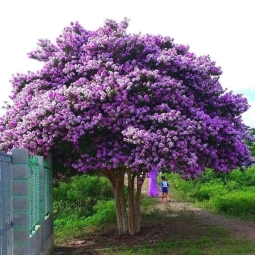 Cây bóng mát có hoa đẹp được cung cấp phổ biến