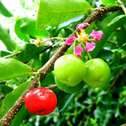 Những loài cây bóng mát có quả thường trồng trong quan cảnh