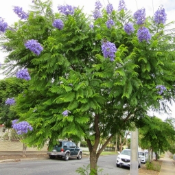 Top cây bóng mát đẹp trồng sân vườn không thể bỏ qua