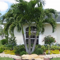 Lưu ý khi chọn cây bóng mát đẹp trước nhà đẹp giá tốt