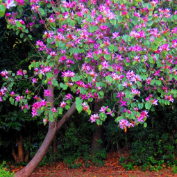 Chuyên cung cấp cây bóng mát giá rẻ tán rộng cây dễ trồng