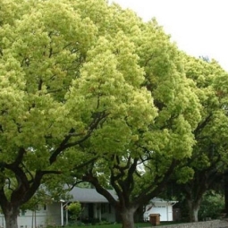 Đia chỉ chuyên bán cây bóng mát giá rẻ Gò Vấp uy tín