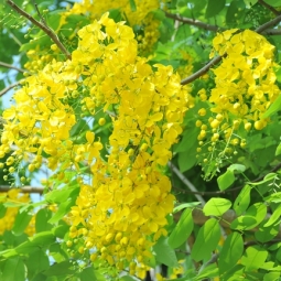 Nơi cung cấp cây bóng mát ít rụng lá khỏe đẹp tại TPHCM