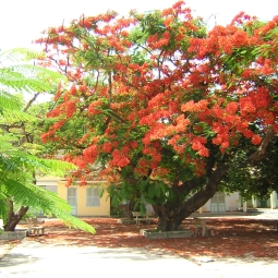 Trồng cây bóng mát tán rộng lớn nhanh dễ chăm sóc