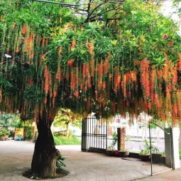 Kinh nghiệm chọn cây bóng mát trồng biệt thự phù hợp nhất