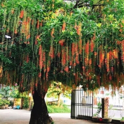 Tổng hợp những cây cảnh bóng mát cho quán café đẹp