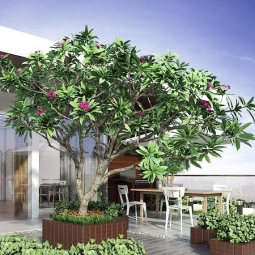 Trồng cây cảnh bóng mát trên sân thượng mang đến lợi ích gì?