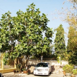 Tìm hiểu về đơn vị bán cây cảnh bóng mát trong sân vườn