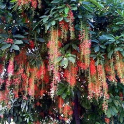 Đơn vị cung cấp cây lộc vừng bóng mát cho mọi công trình