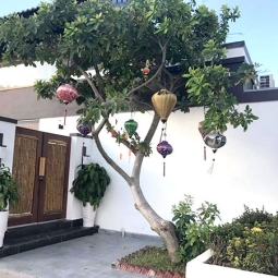 Địa chỉ bán cây lộc vừng trong sân vườn đẹp, giá rẻ