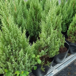 Ở đâu bán cây sơn tùng size lớn giá rẻ và đẹp nhất?