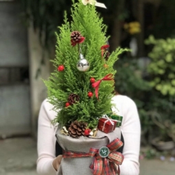 Địa chỉ bán cây sơn tùng trang trí giáng sinh đẹp