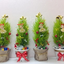 Khám phá đơn vị cung cấp cây tùng thơm noel