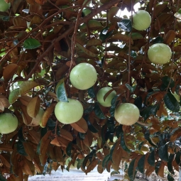 Địa chỉ uy tín chuyên bán cây bóng mát trước nhà