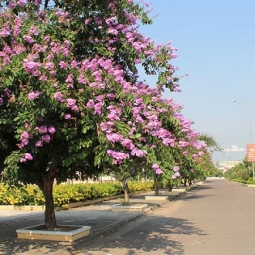 Nhà vườn chuyên cây bóng mát giá tốt chất lượng chuyên nghiệp