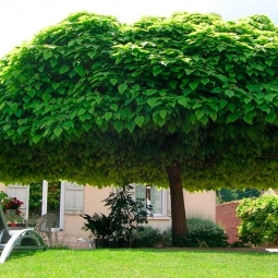 Địa chỉ cung cấp cây bóng mát giá rẻ TPHCM bạn đừng bỏ lỡ 