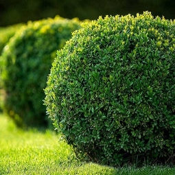 Top địa chỉ cung cấp cây bụi giá sỉ TPHCM bạn nên tham khảo 