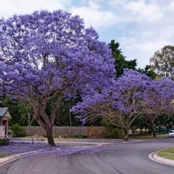 Tìm mua cây bóng mát tại TPHCM giá tốt dễ trồng