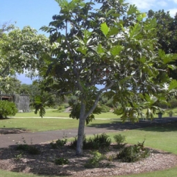 Chọn mua cây cảnh bóng mát ở Gò Vấp tại đơn vị nào là tốt nhất?