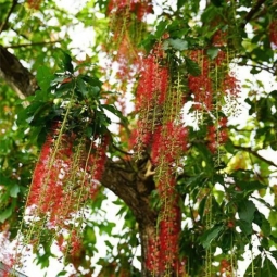 Nên mua cây lộc vừng ở đâu là uy tín nhất?