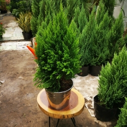 Mua cây sơn tùng giá rẻ tại đơn vị nào là tốt nhất?