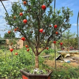 Nên mua cây lựu đỏ Ấn Độ ở đâu giá tốt nhất tại TPHCM? 