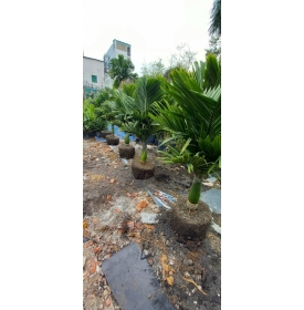 CÂY CAU HƯƠNG - THIÊN ĐƯỜNG CÂY XANH  