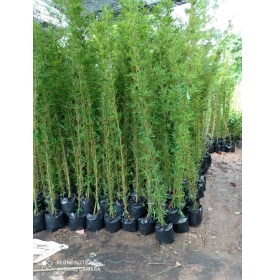 CÂY TRÚC QUÂN TỬ - THIÊN ĐƯỜNG CÂY XANH