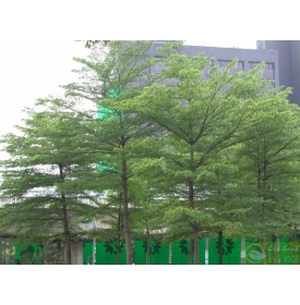 cây bàng Đài Loan