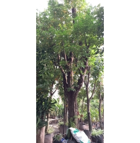 NƠI BÁN CÂY KHẾ CHẤT LƯỢNG, GIÁ TỐT