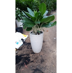 CÂY BẠCH MÃ HOÀNG TỬ