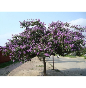 Cây bằng lăng tím