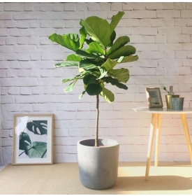 Cây bàng Singapore đa dạng mẫu mã 