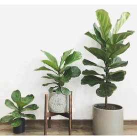 cây bàng Singapore