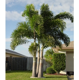 cây cau đuôi chồn