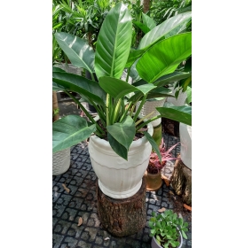 CHẦU BÀ ĐẾ VƯƠNG XANH