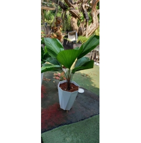 CÂY CỌ NHẬT - THIÊN ĐƯỜNG CÂY XANH