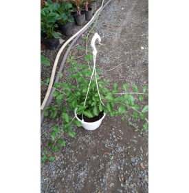 CÂY CÚC TẦN ẤN ĐỘ