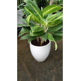 CÂY CUNG ĐIỆN VÀNG